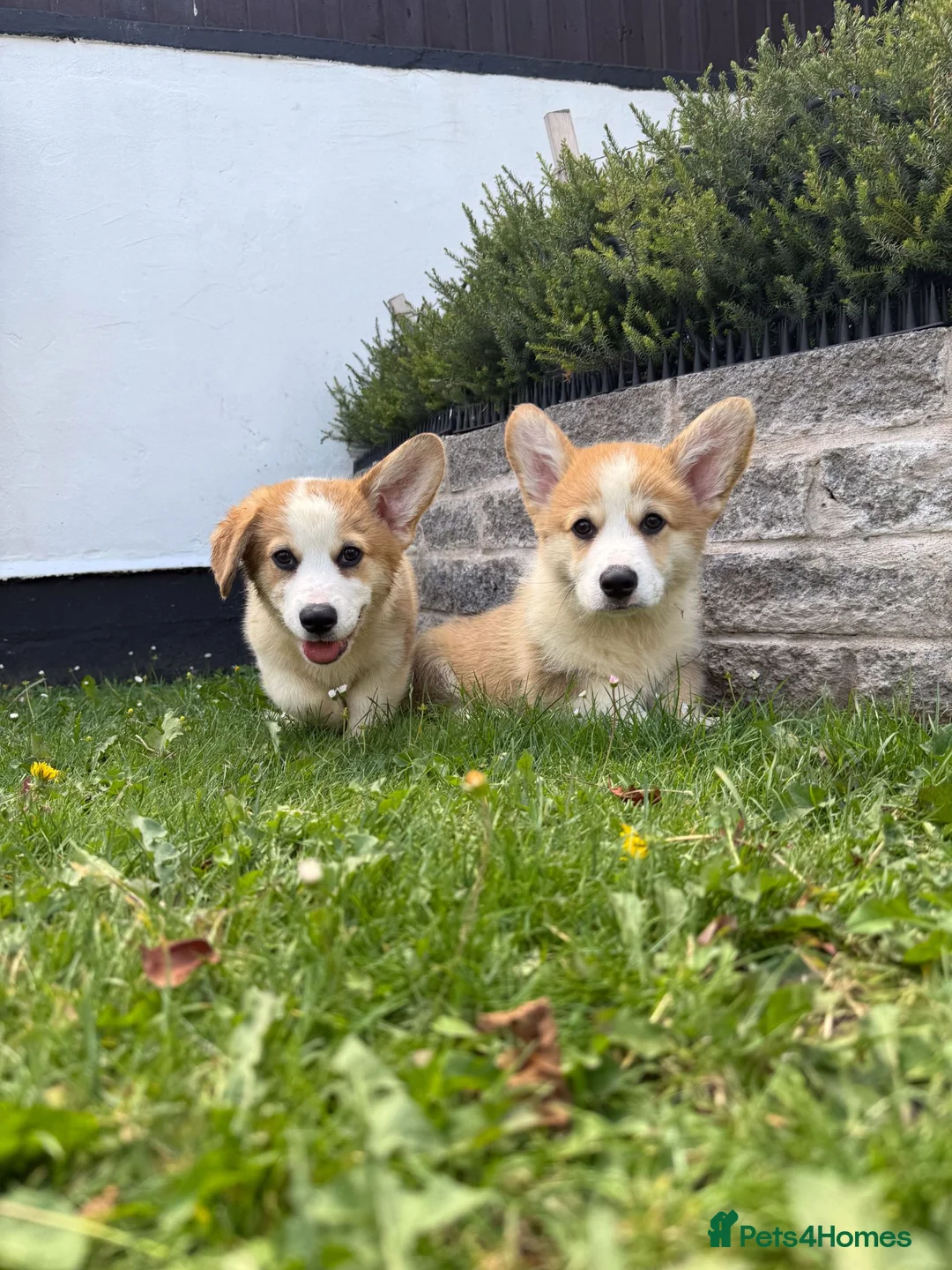 Welsh Corgi Pembroke dogs for sale: 1 Boy Remaining. Finest Example of Breed! All Docs - Advert 2