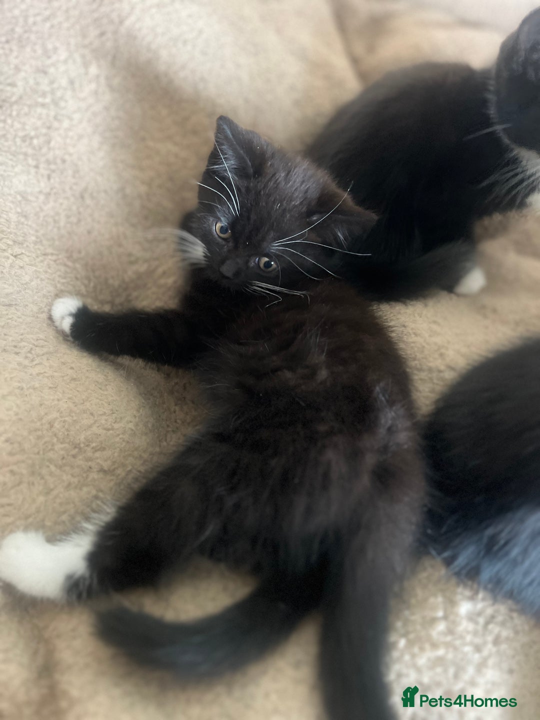 Mixed Breed cats for sale: Gorgeous litter of kittens British Blue X - Image 7