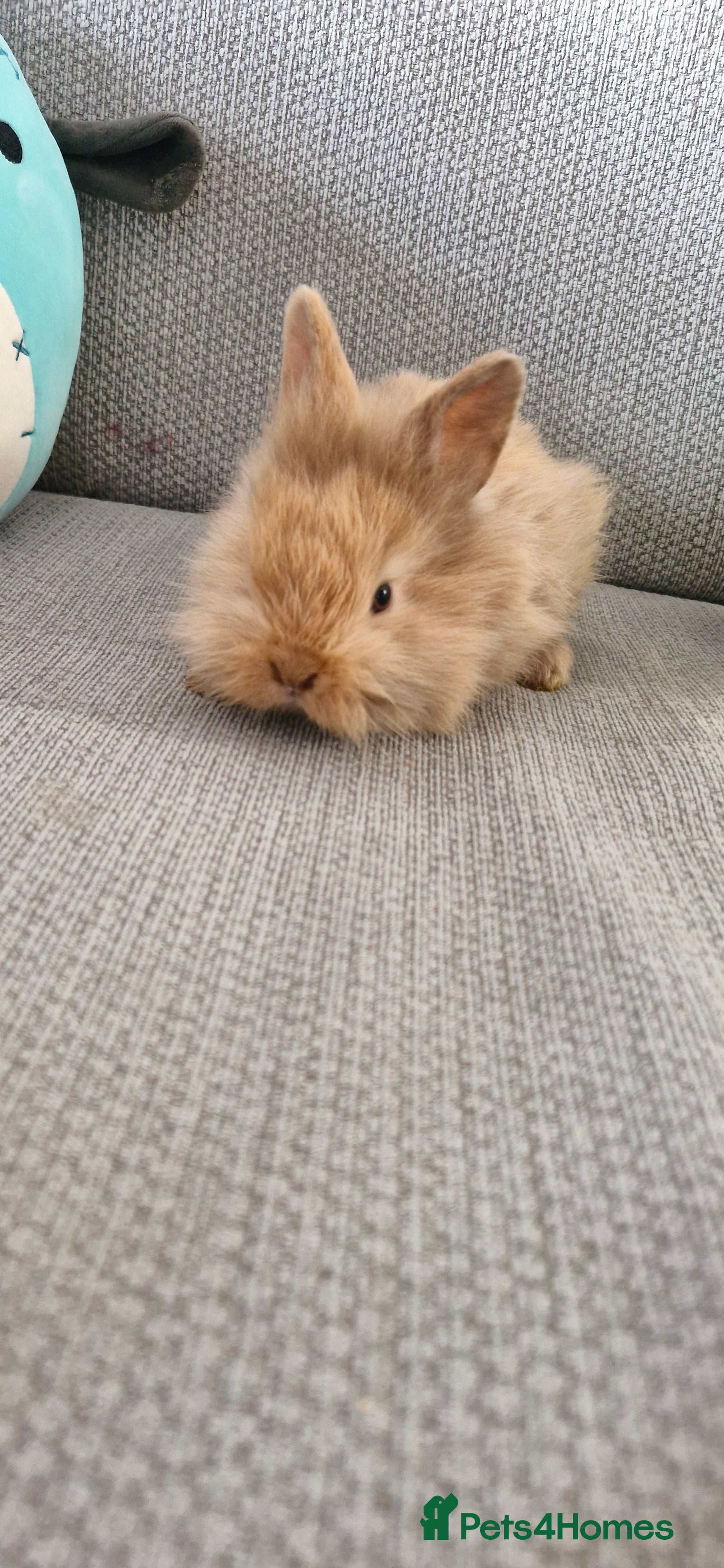 Mini Lion Lop rabbits Baby mini lop and lionhead - Advert 11