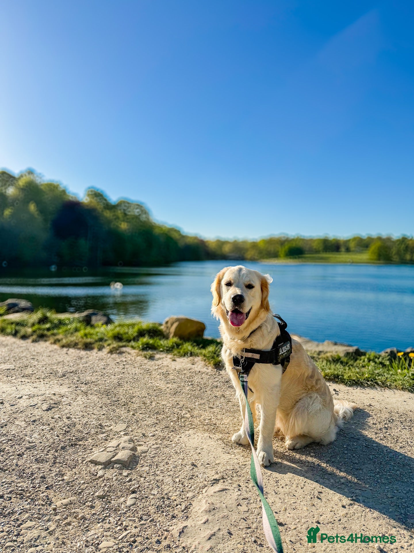 Golden Retriever dogs KC Registered Golden Retriever Female, 17 Months - Advert 1