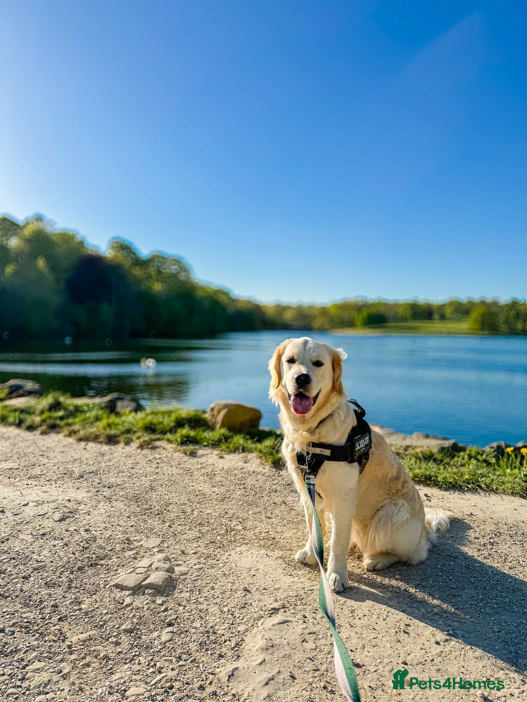 Golden Retriever dogs for sale: KC Registered Golden Retriever Female, 17 Months in Leeds - Advert 1