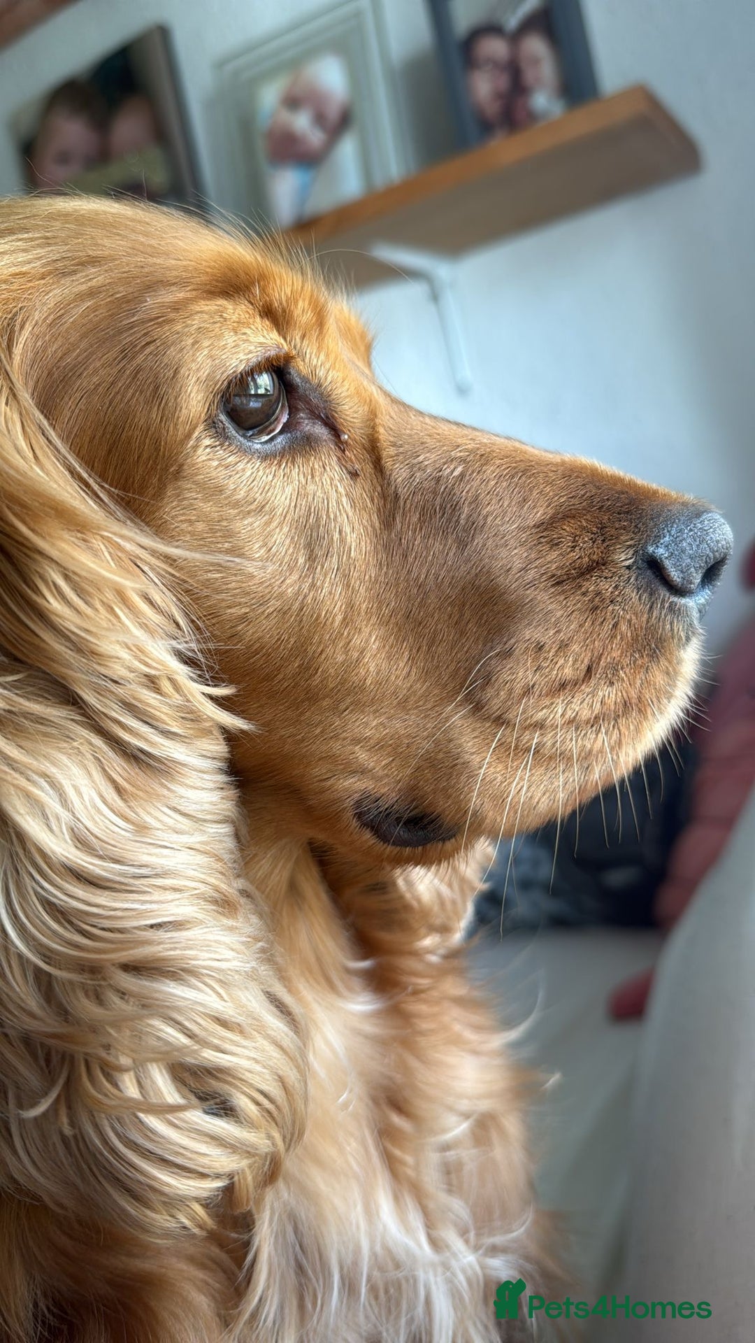 Cocker Spaniel dogs for sale: Rehoming Cocker Spaniel - Advert 5