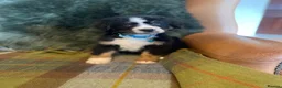 Bernese Mountain Dog dogs for sale: Stunning puppies! - Advert 14