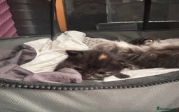 Mixed Breed cats for sale: 4 beautiful mixed breed kittens  - Image 4