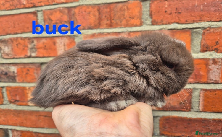 Mini Lop rabbits - Advert 2