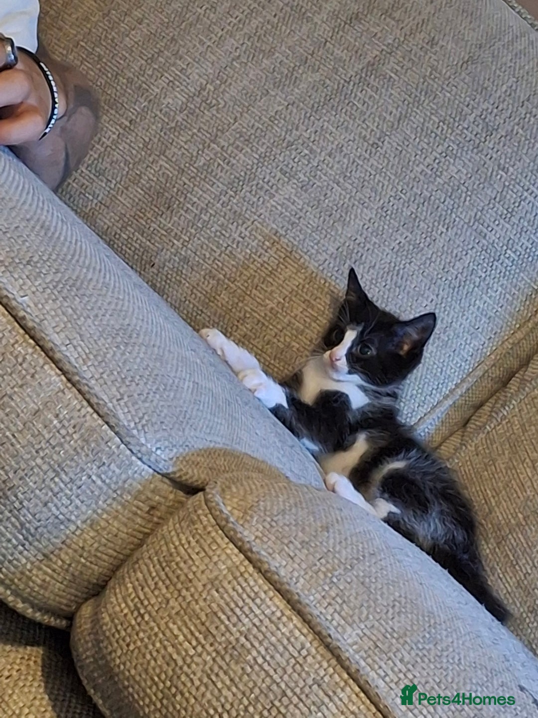 Mixed Breed cats for sale: Male kitten  - Advert 7