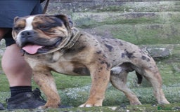 Alapaha Blue Blood Bulldog dogs for sale: IABBR. Health tested. Top lines.  - Advert 27