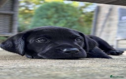 Labrador Retriever dogs for sale: Beautiful Black Labrador puppies in Cheltenham - Image 11