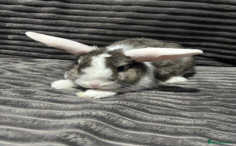 Mini Lion Lop rabbits Mini lion lop  - Advert 1