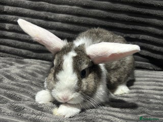 Mini Lion Lop rabbits Mini lion lop - Advert 4