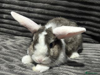 Mini Lion Lop rabbits Mini lion lop - Advert 6