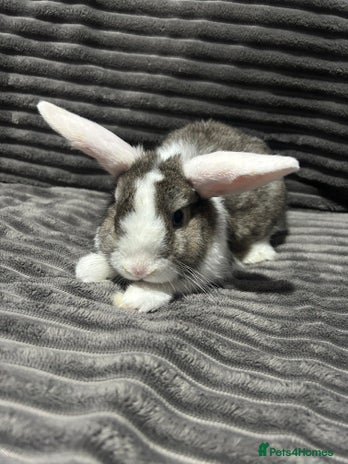 Mini Lion Lop rabbits Mini lion lop - Advert 1