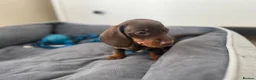 Miniature Dachshund dogs for sale: ONLY 2 LEFT!! KC Miniature Dachshund Puppies - Advert 28
