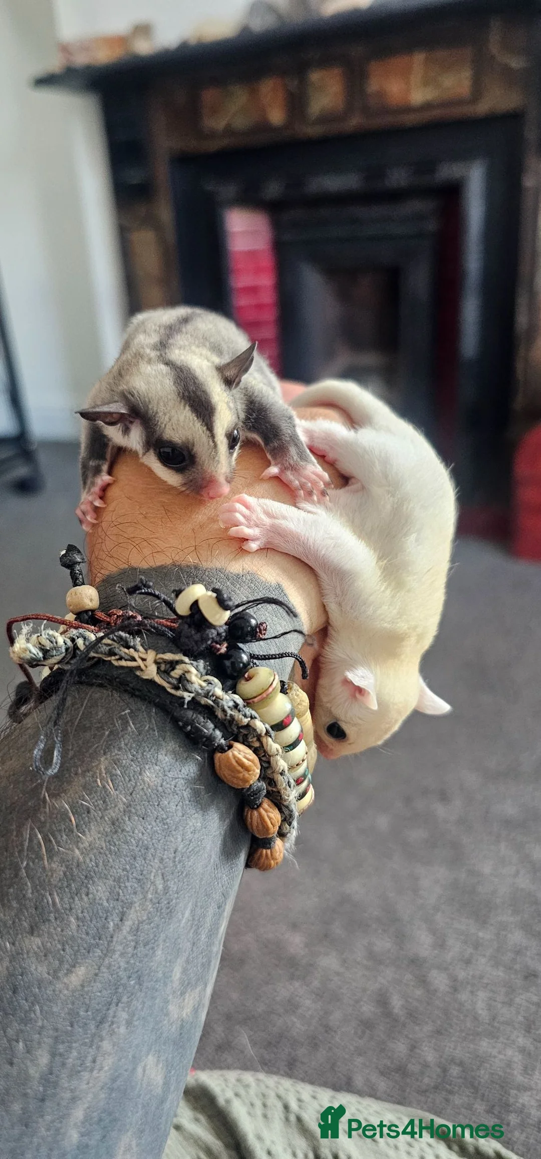 Sugar Glider rodents for sale: Rare Leucistic White & Grey Sugar Glider Joeys 🦘✨ - Advert 1