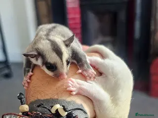 Sugar Glider rodents Rare Leucistic White & Grey Sugar Glider Joeys 🦘✨ - Advert 1