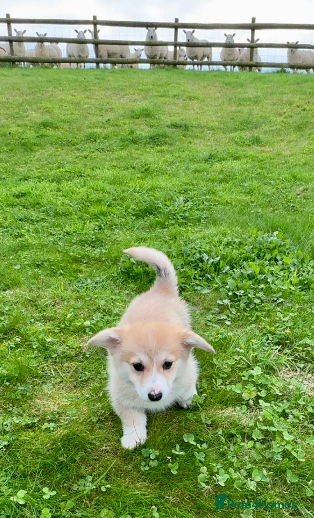 Welsh Corgi Pembroke dogs for sale: Stunning KC Registered Corgis - Image 4