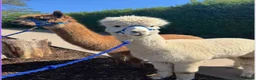 Alpaca livestock for sale: 4X Alpacas and trailer included - Advert 4
