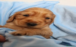 Cocker Spaniel dogs for sale: Beautiful family SHOW cocker spaniels LAST 2 - Image 22
