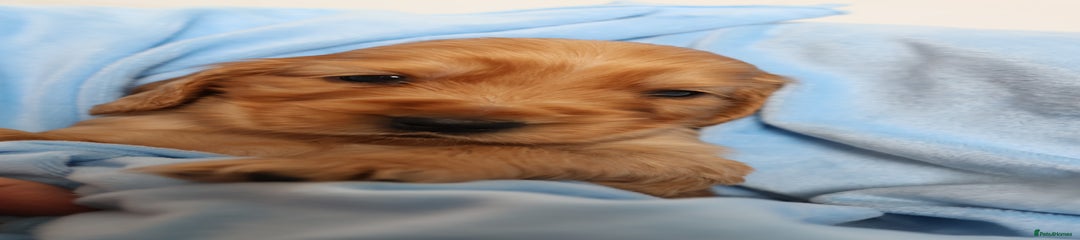 Cocker Spaniel Puppy 2