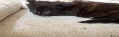 Maine Coon 3