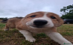 Border Collie dogs for sale: Reduced LAST  BOY LOOKING FOR HOME🌟 - Image 2