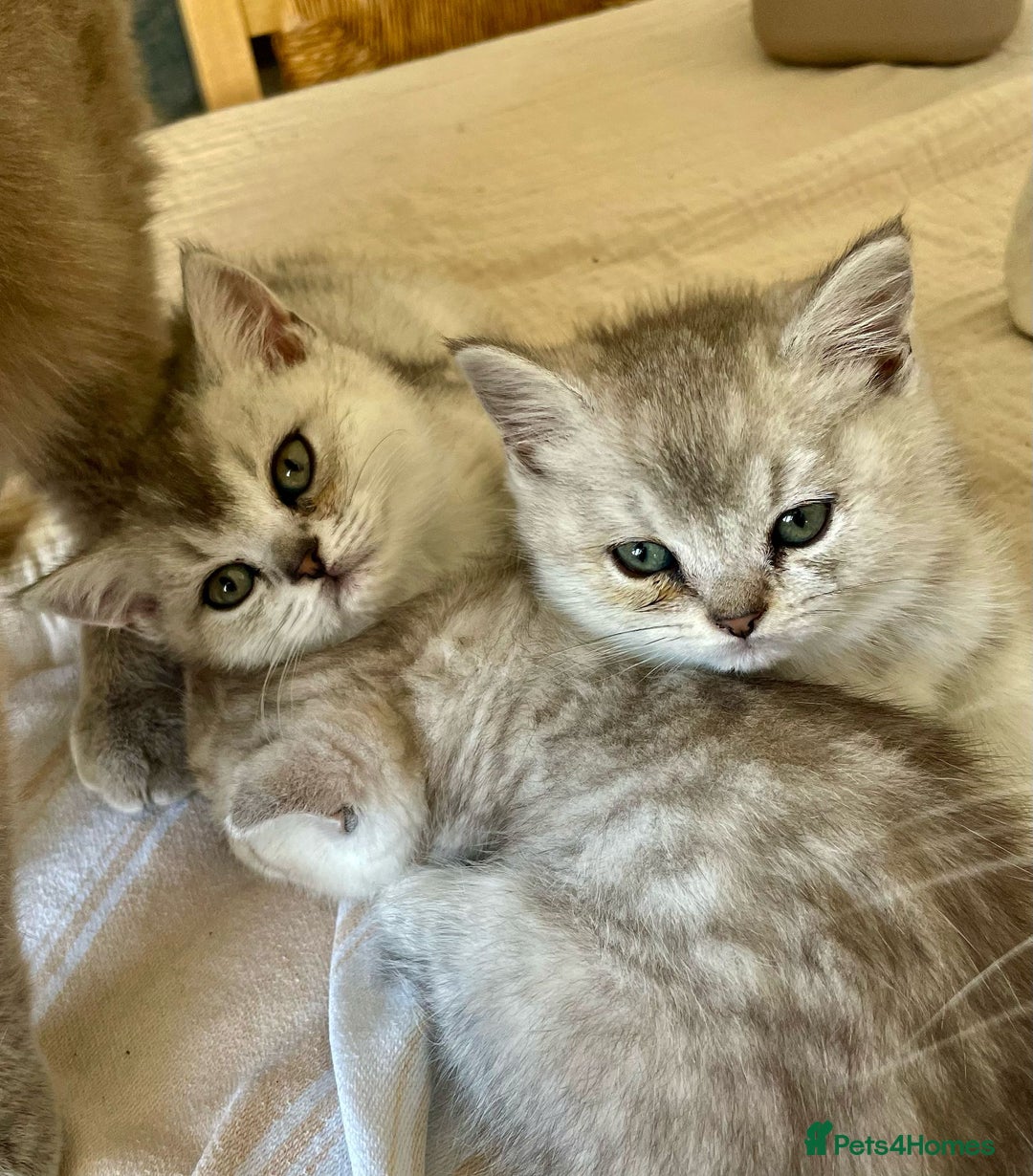 Hot silver tipped british shorthair Store