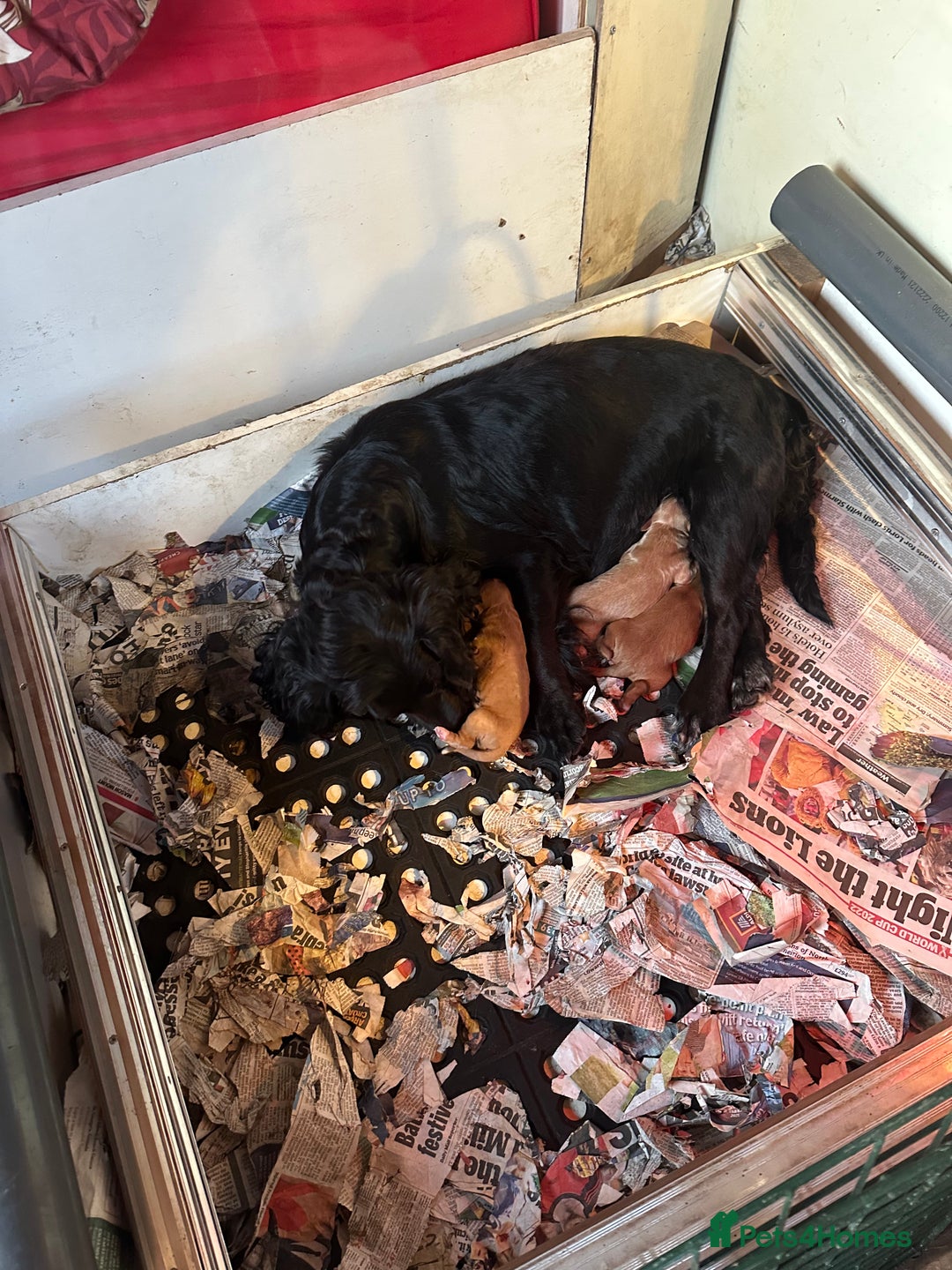 Cocker Spaniel dogs for sale: Working cocker spaniel puppies  - Image 14