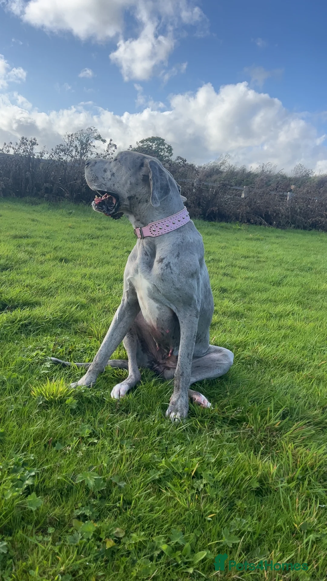 Mixed Breed dogs for sale: Italian daniff (Great Dane x canecorso) in Fareham - Advert 1