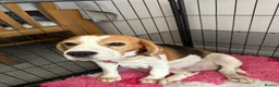 Beagle dogs for sale: Stunning KC registered litter by Campeach beagles. - Advert 3