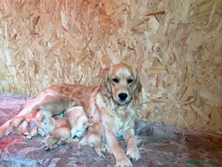 Golden Retriever dogs Stunning KC Golden Retriever Pups - Advert 2