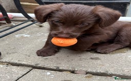 Labradoodle dogs for sale: READY NOW NOW NOW Irresistible Labradoodles  - Advert 13