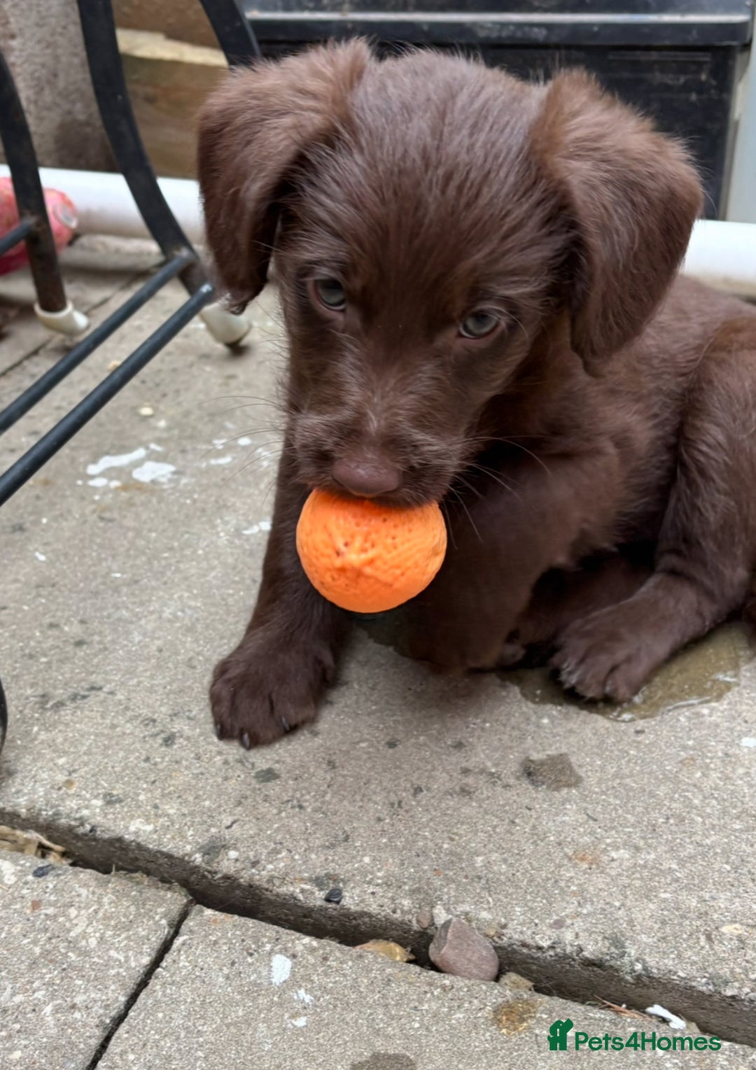 Labradoodle dogs for sale: READY NOW NOW NOW Irresistible Labradoodles  - Advert 13