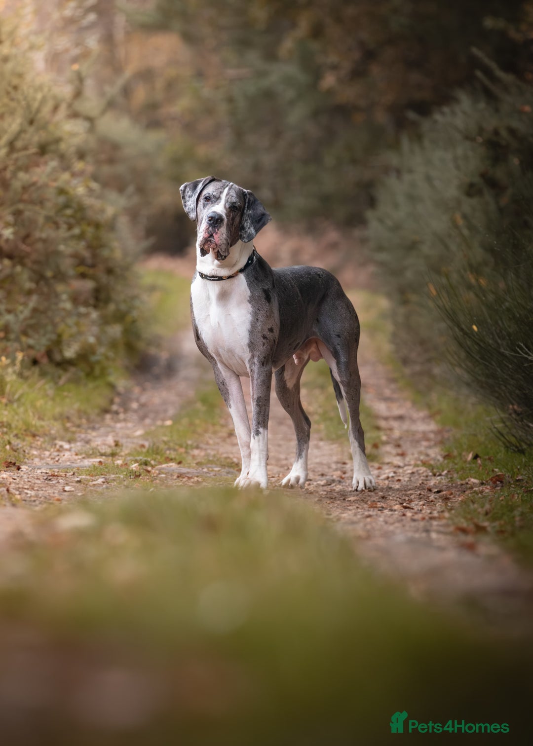 Great Dane dogs for stud: Great Dane merle stud dog  - Advert 8