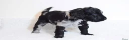 Labradoodle dogs for stud: Outstanding Australian Labradoodle Stud - Advert 8