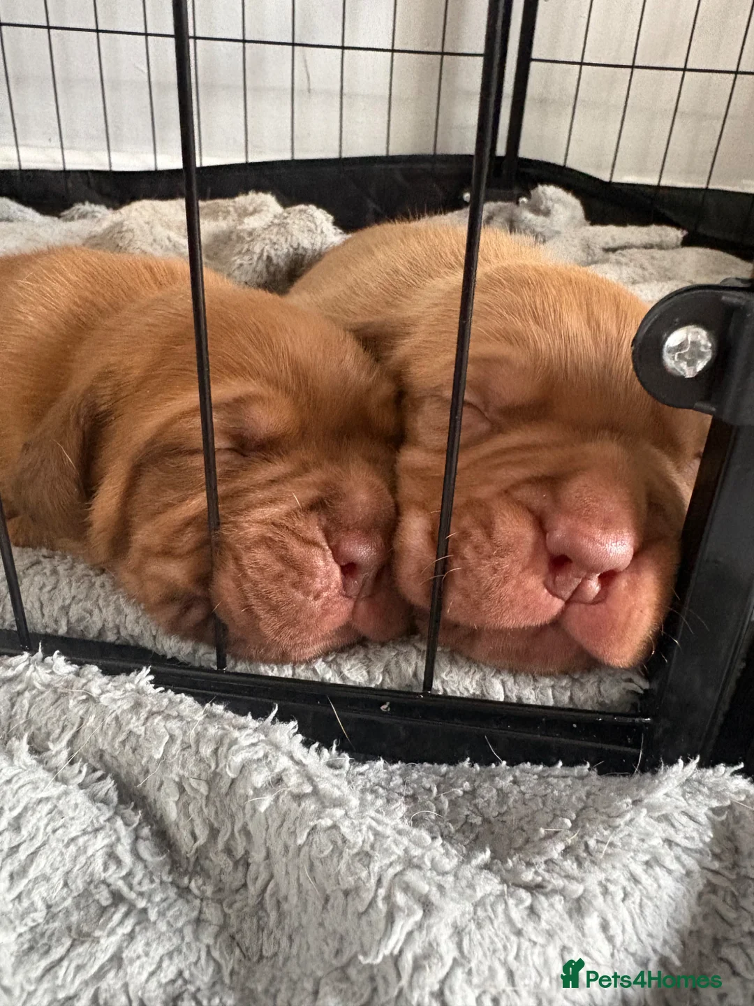 Dogue De Bordeaux dogs for sale: Beautiful pedigree DDB in Morecambe - Advert 4