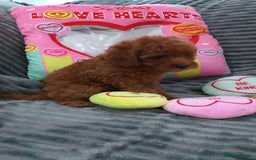 Miniature Poodle dogs for sale: Miniature red poodles 2💙2🩷 - Image 8