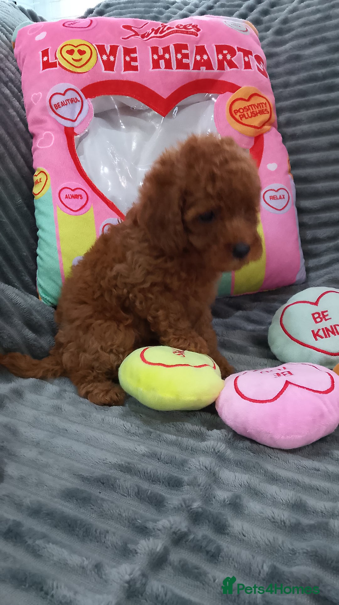 Miniature Poodle dogs for sale: Miniature red poodles 2💙2🩷 - Image 8