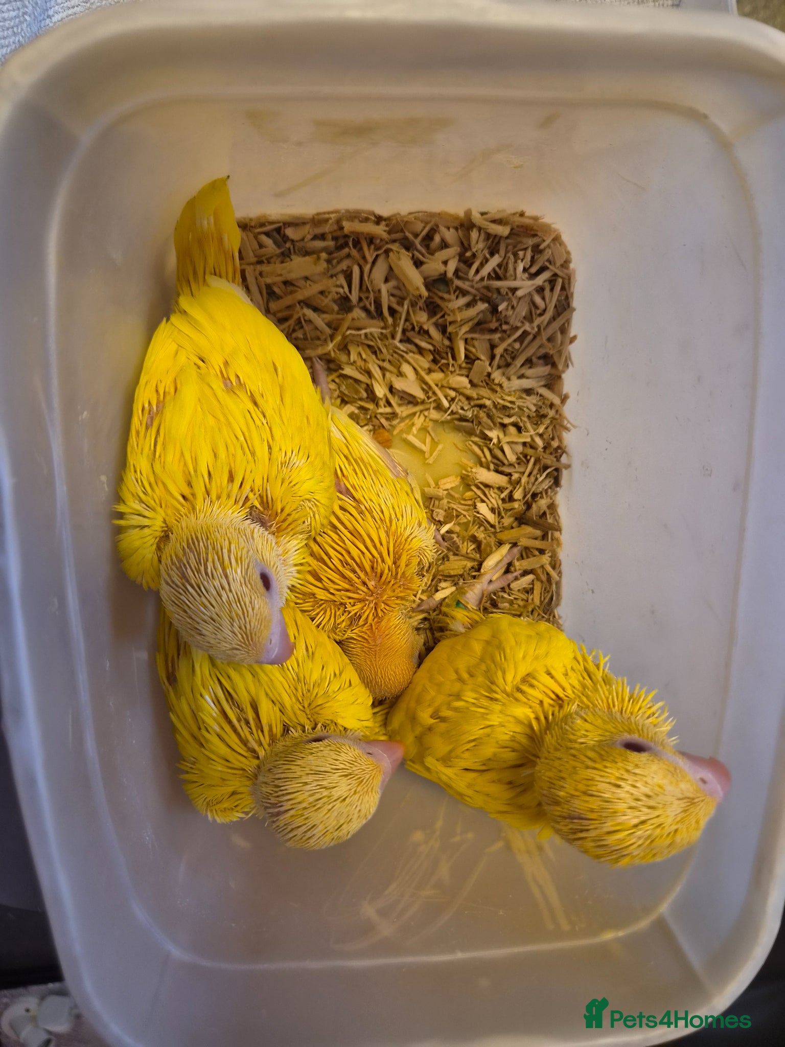Ringnecks birds Hand-Reared Baby Indian Ringnecks for Sale - Advert 2