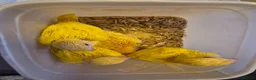 Ringnecks birds for sale: Hand-Reared Baby Indian Ringnecks for Sale - Advert 2