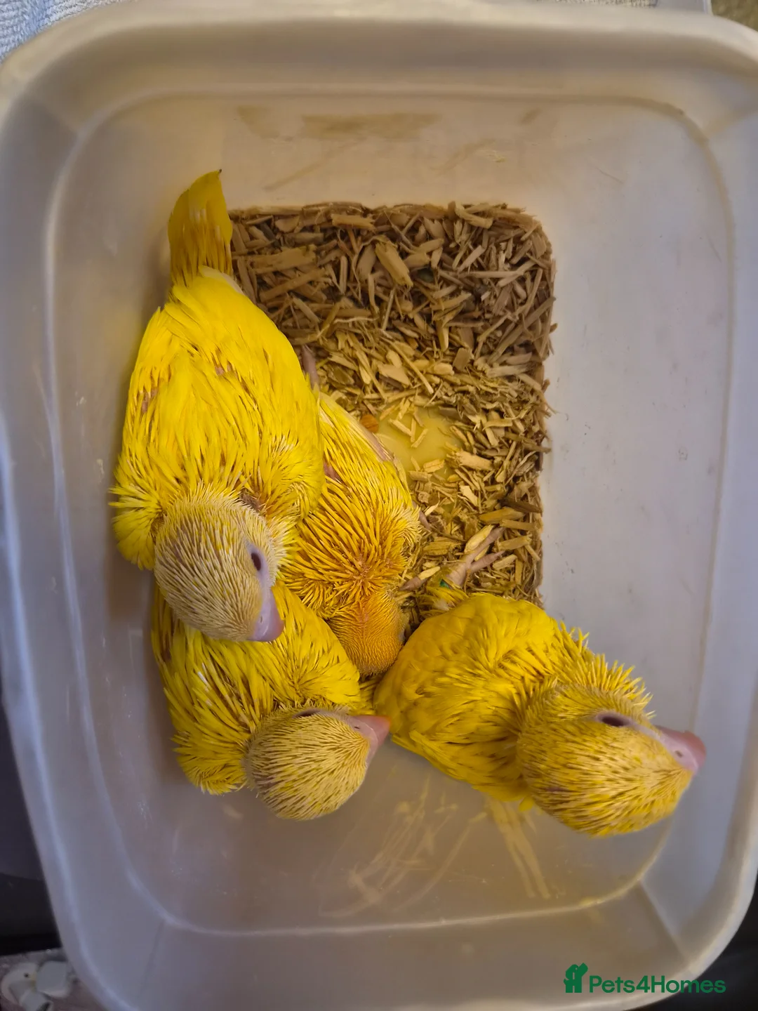 Ringnecks birds for sale: Hand-Reared Baby Indian Ringnecks for Sale - Advert 2