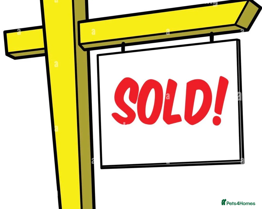 Parson Russell dogs for sale: Parson Pup - Advert 17