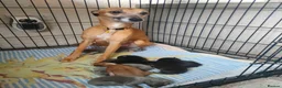 Whippet dogs for sale: Whippet puppies  - Advert 3