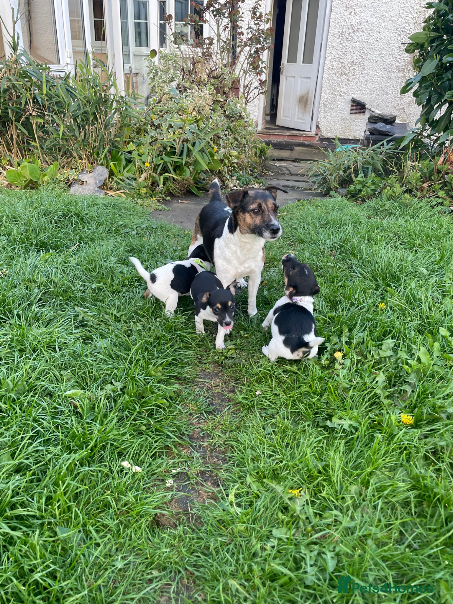 Jack Russell dogs  Excellent Jack Russell Puppies  - Advert 1