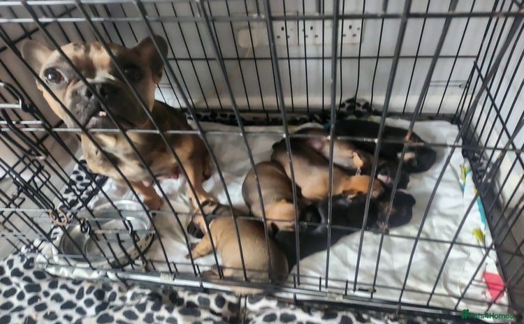 Mixed Breed dogs - Advert 2