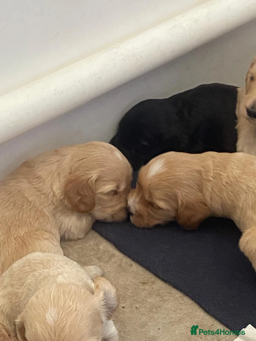 Cockapoo dogs for sale: Cockapoo puppies - Advert 18