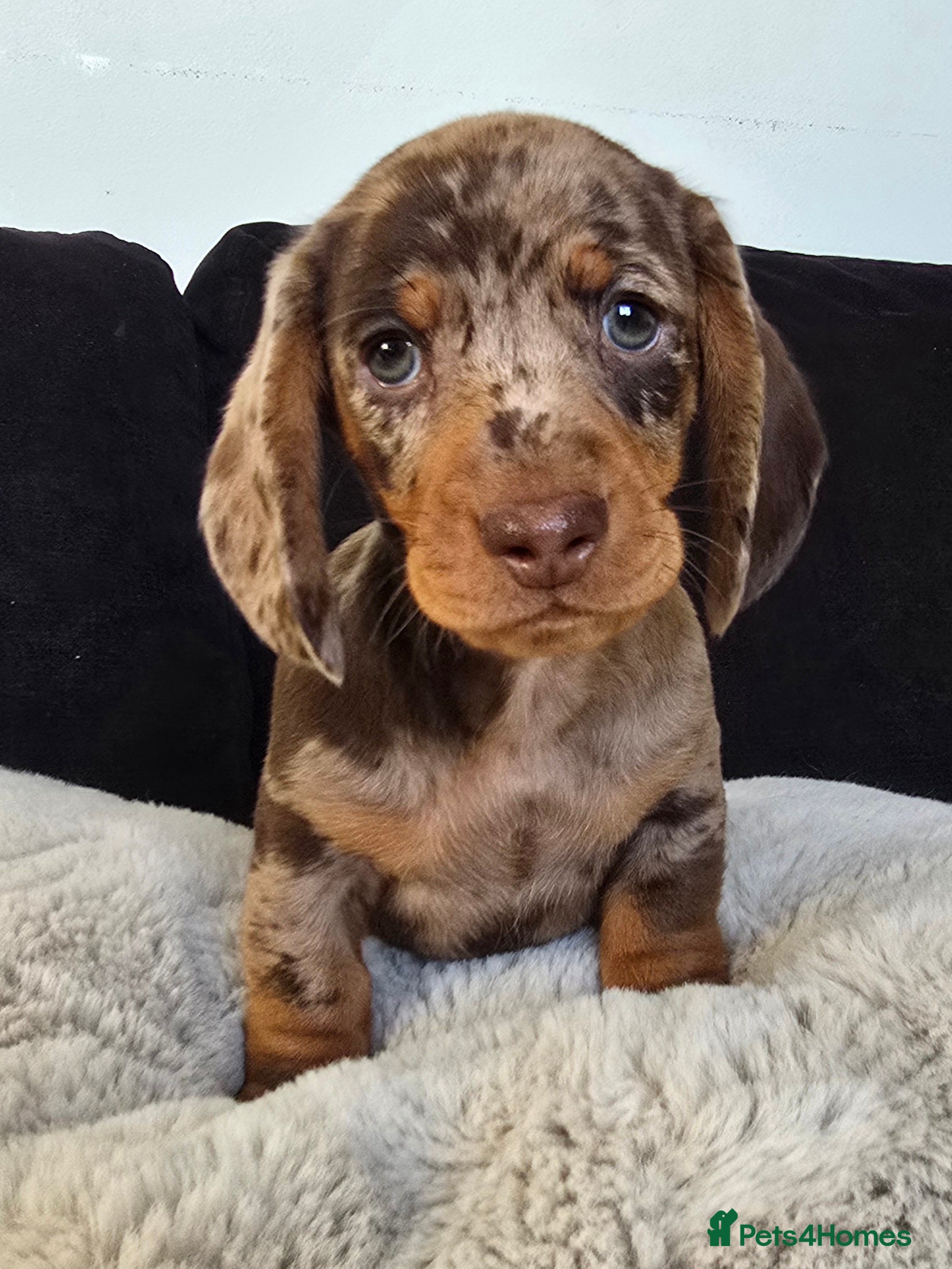 Dachshund dogs Beautiful Dachshund Boy - Advert 13