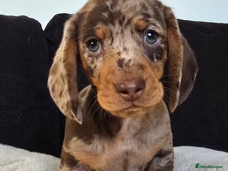 Dachshund dogs Beautiful Dachshund Boy - Advert 16