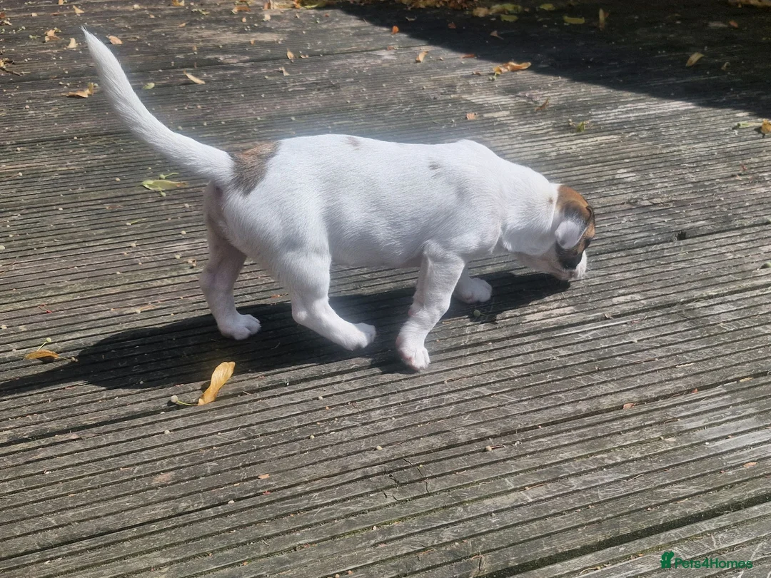 Mixed Breed dogs for sale: Beautiful 12 week old male for sale - Advert 3