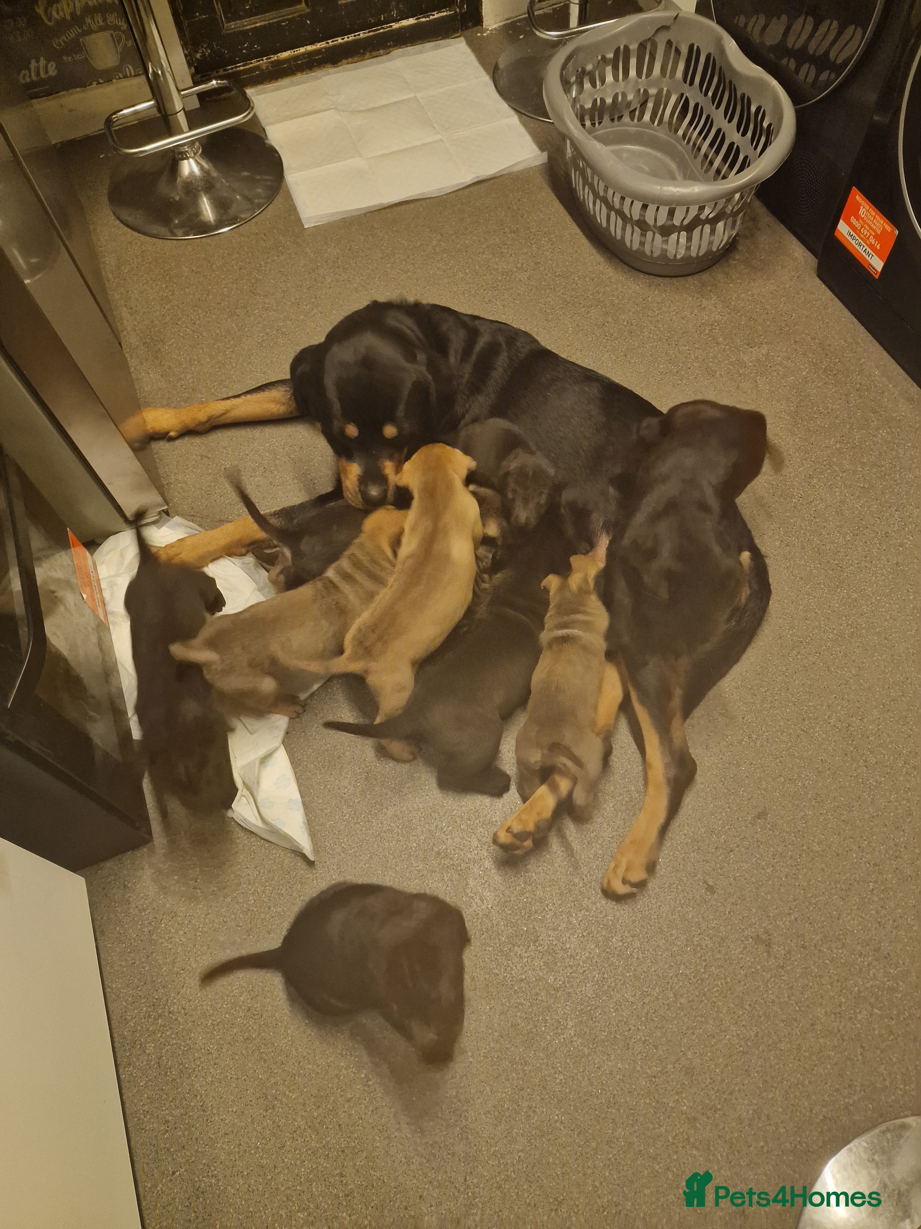 Mixed Breed dogs 11 chunky rottpei puppys  - Advert 1