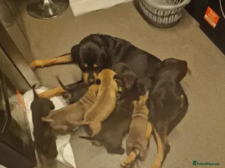 Mixed Breed dogs 11 chunky rottpei puppys - Advert 1